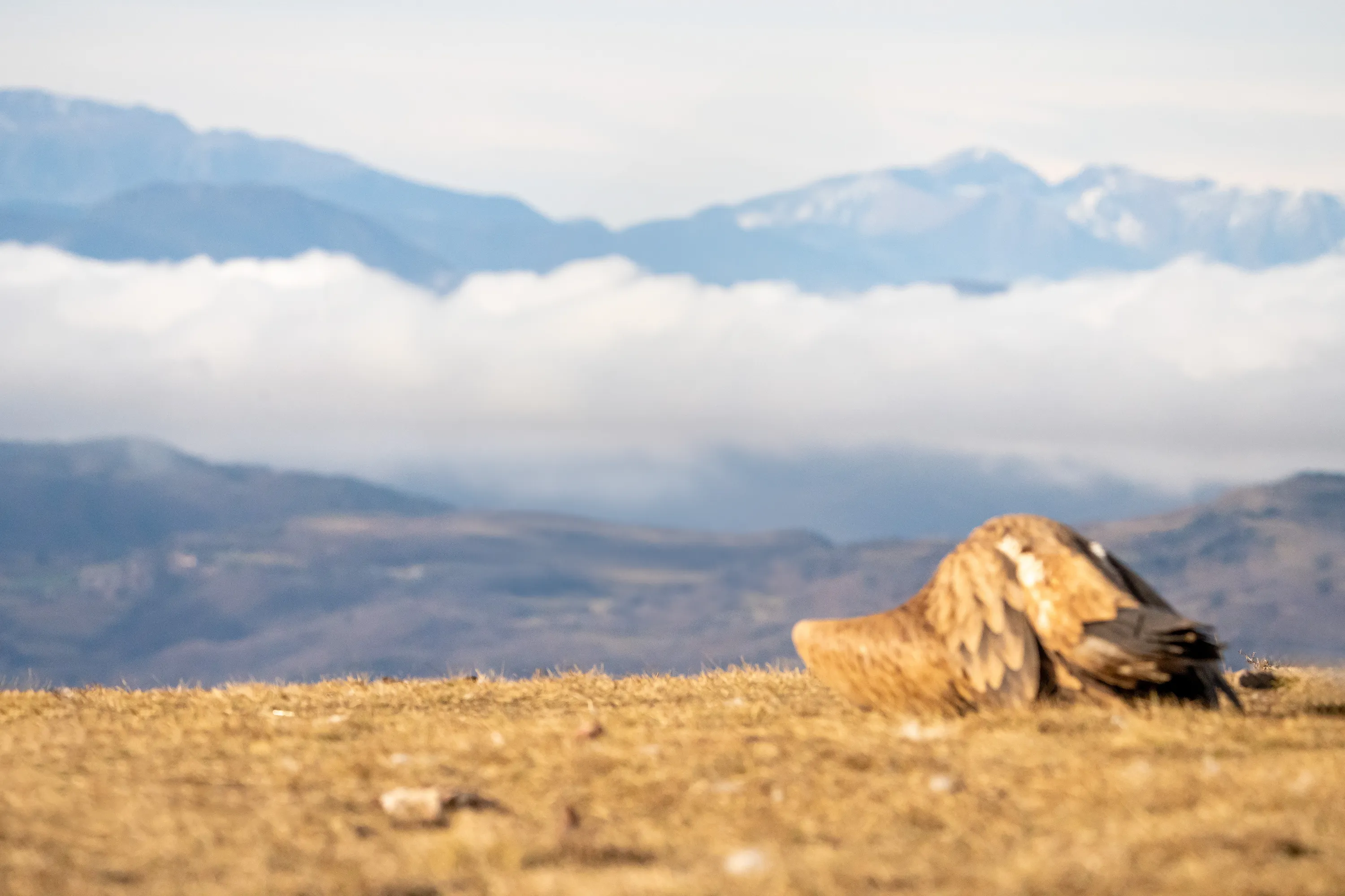 akbaba istasyonudummy